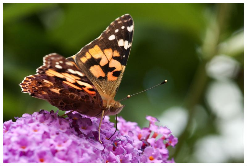 Papillon0907.jpg