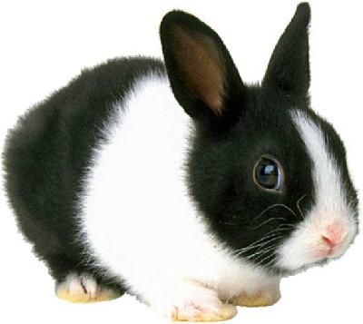 lapin-anin.jpg