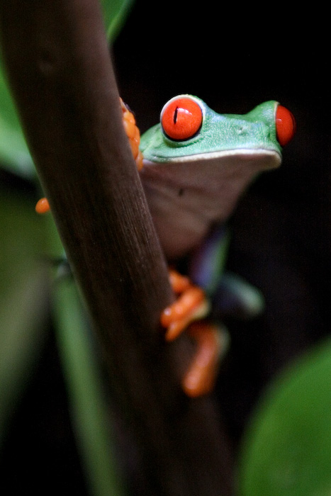 grenouille2.jpg