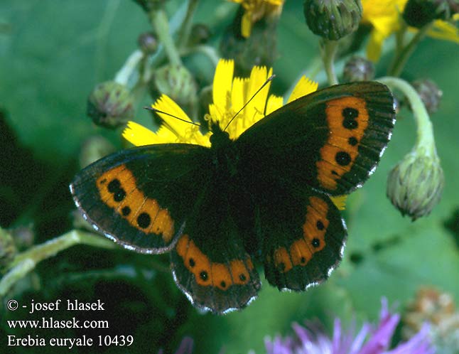 erebia_euryale_10439.jpg