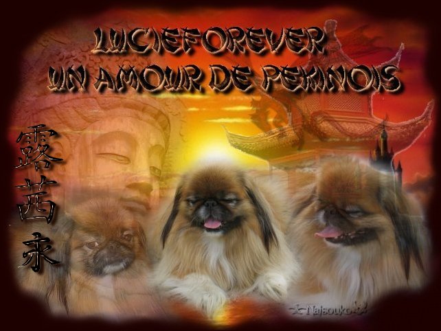 pekinois1.jpg