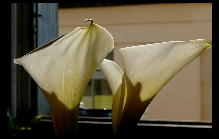 arum_3.jpg