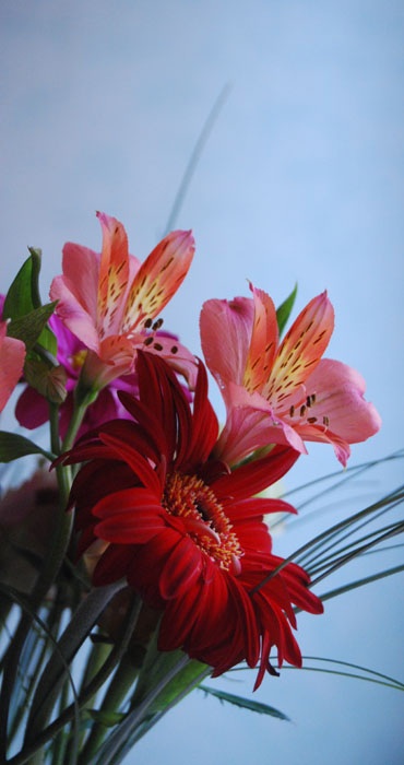 DSC_5845_fleurs_rosy&jacky.jpg