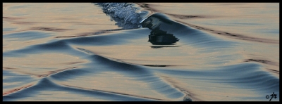 normal_trip_surf.jpg