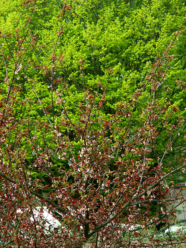 arbres800x600.jpg