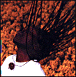 0077778622024.gif