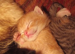 250px-Sleeping_baby_cat.jpg