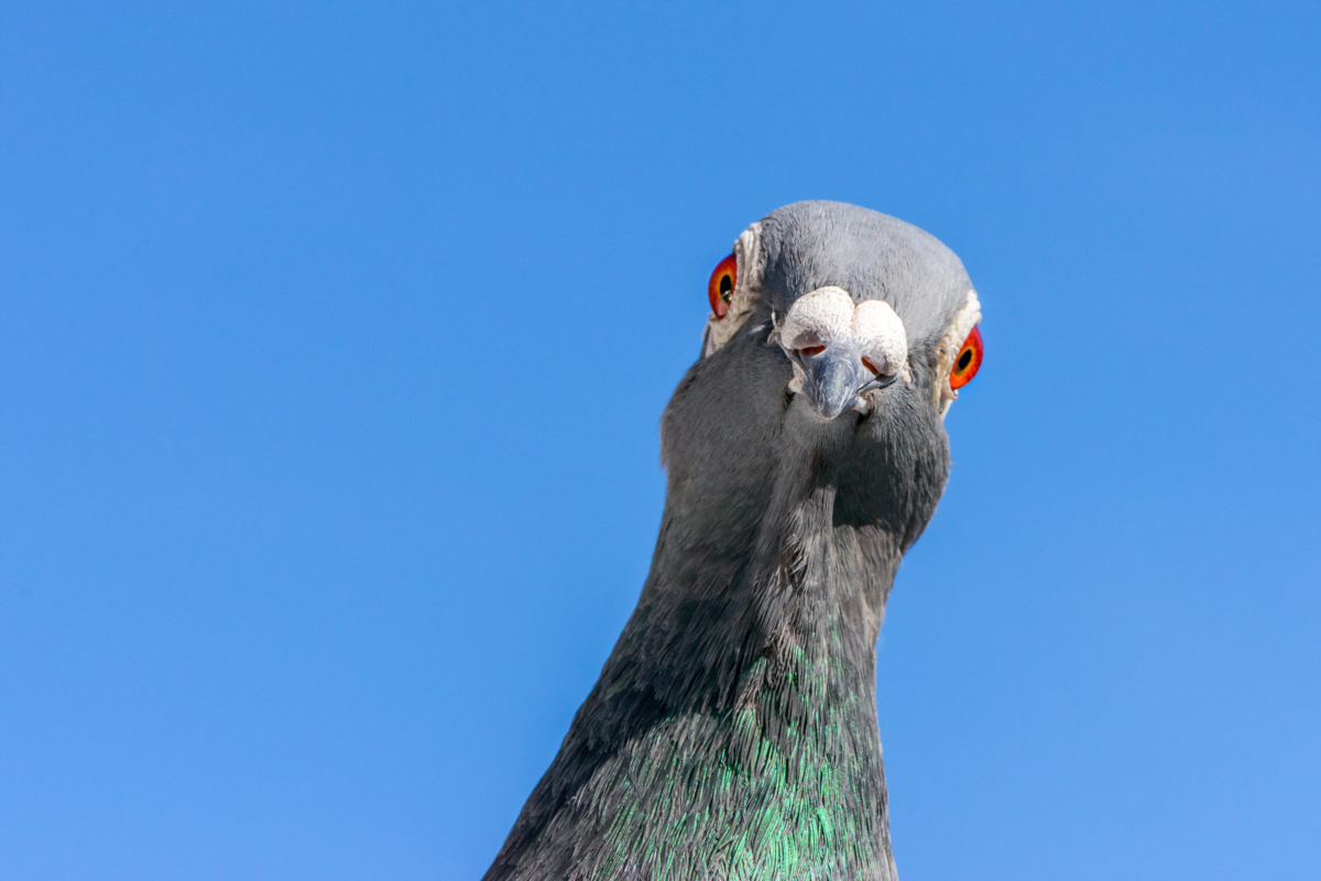 pigeon-frank-cornelissen-edit.jpeg